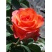 Троянда ВАУ (Роза WOW)